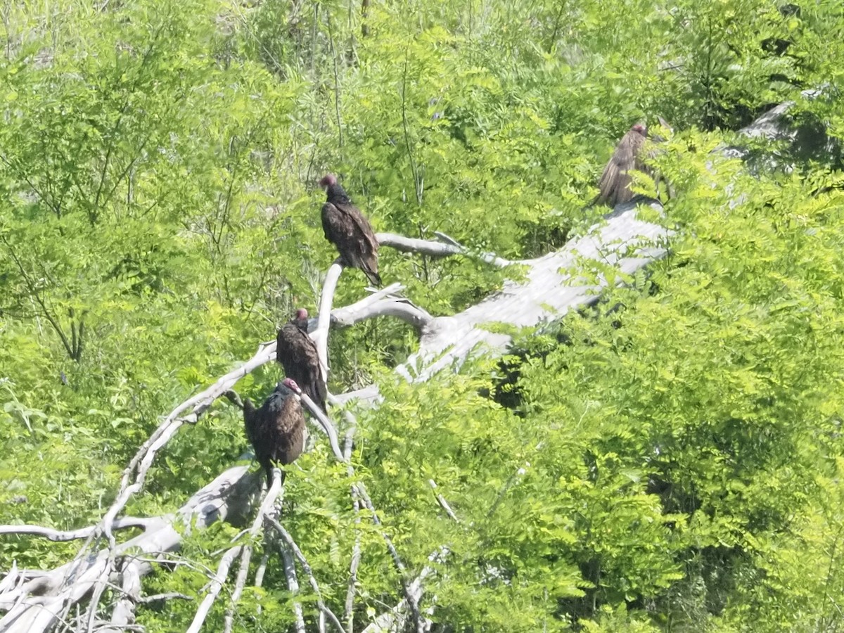 Turkey Vulture - ML637614771
