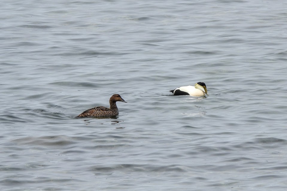 Common Eider - ML637614813