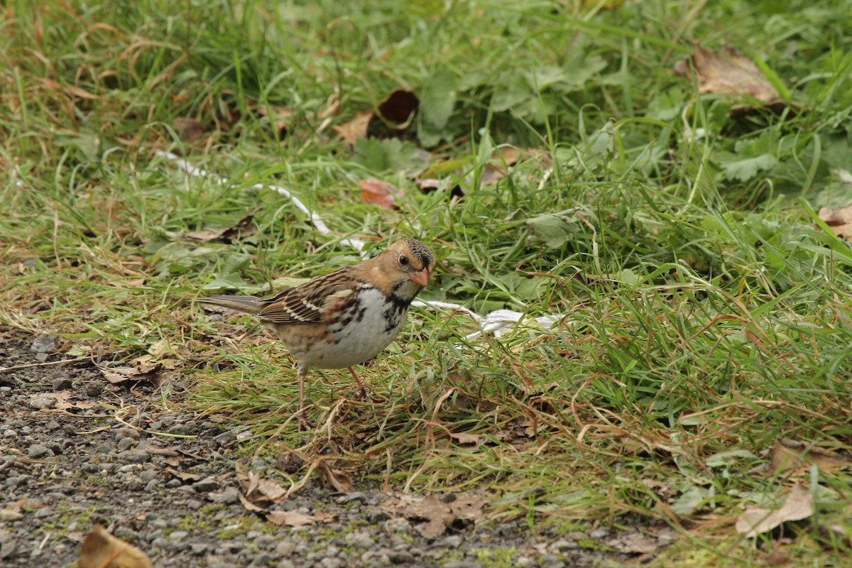Harris's Sparrow - ML637614821
