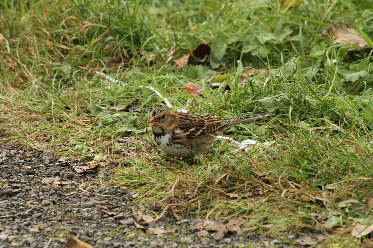Harris's Sparrow - ML637614822