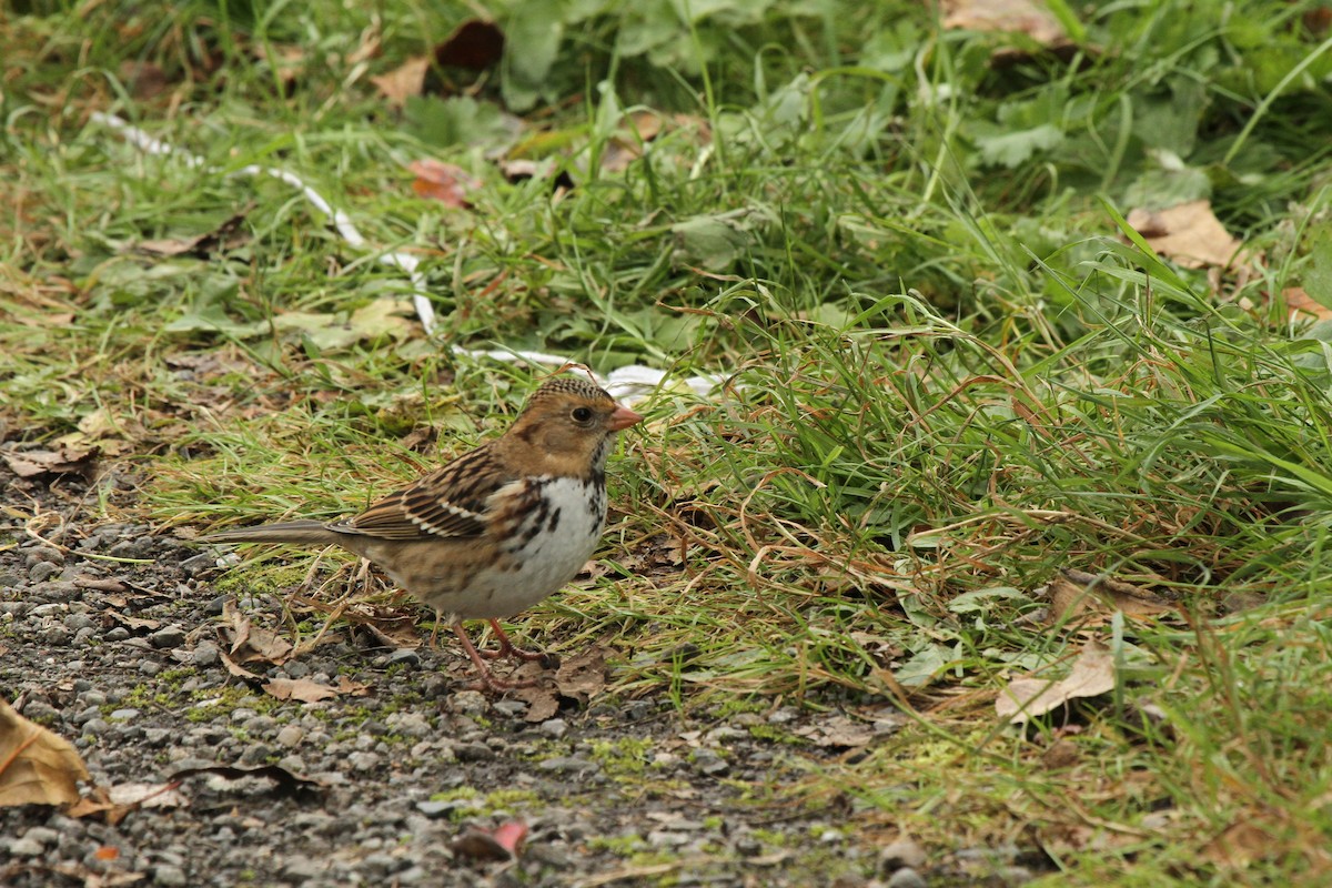 Harris's Sparrow - ML637614823