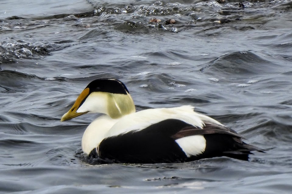 Common Eider - ML637614826
