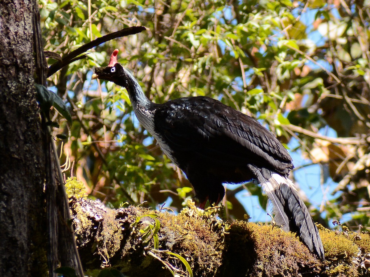Horned Guan - ML637614832