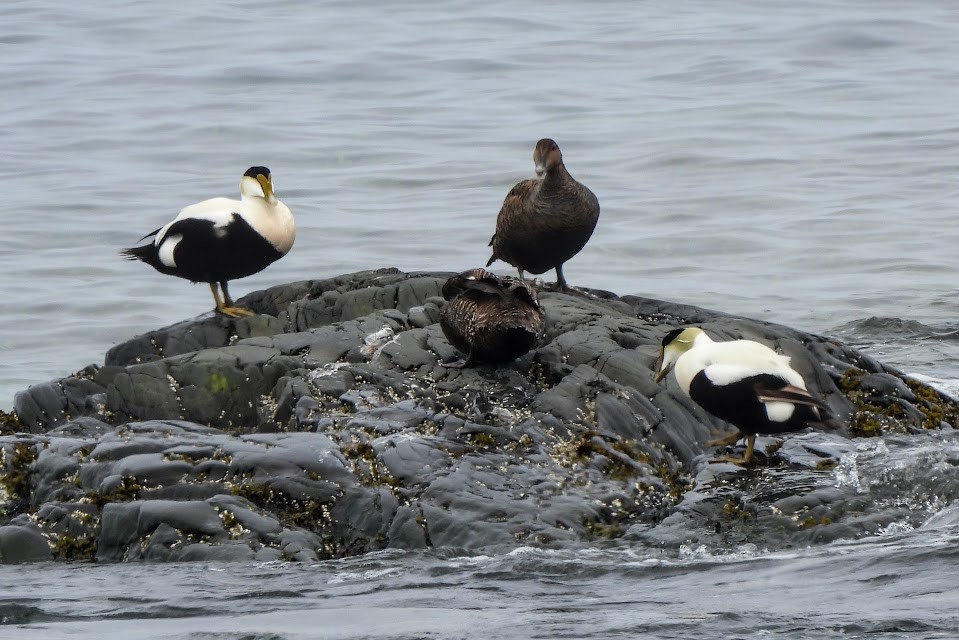 Common Eider - ML637614835
