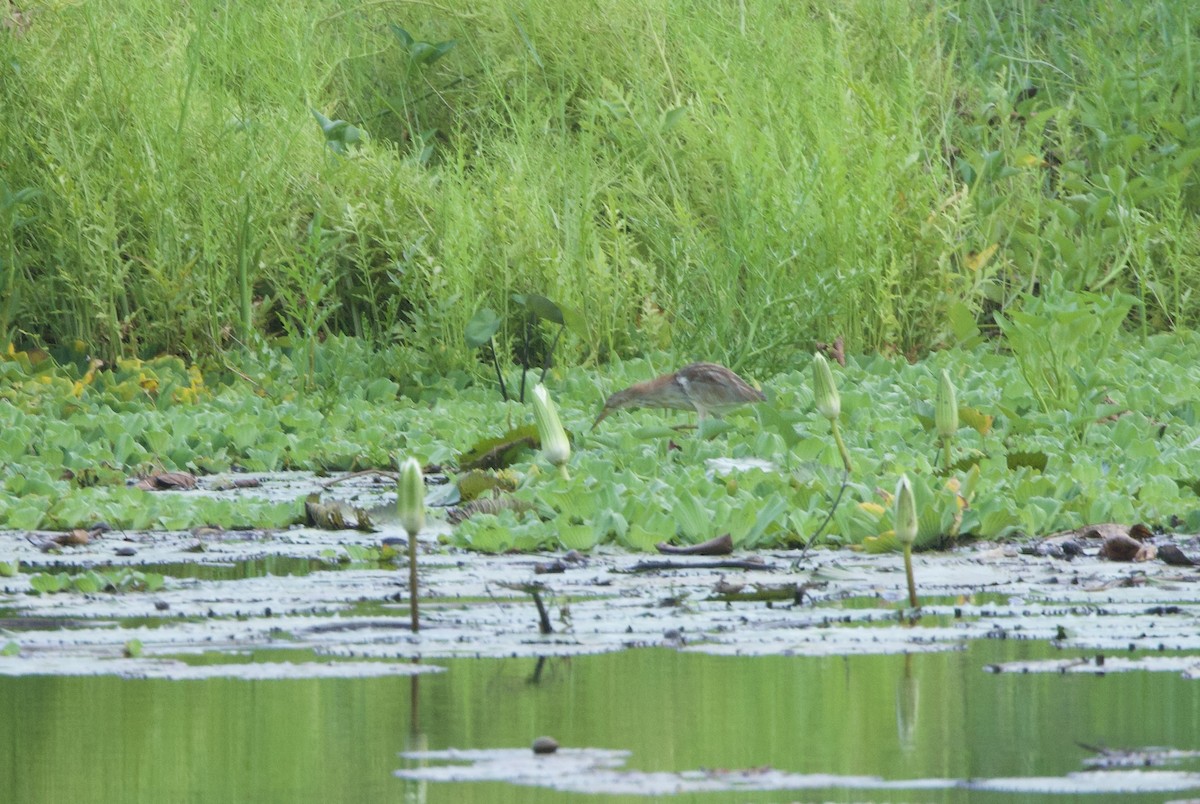 Yellow Bittern - ML637614862