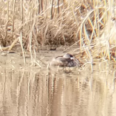 Pied-billed Grebe - ML637614878