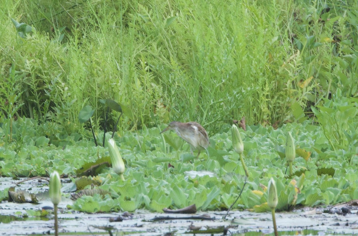 Yellow Bittern - ML637614881