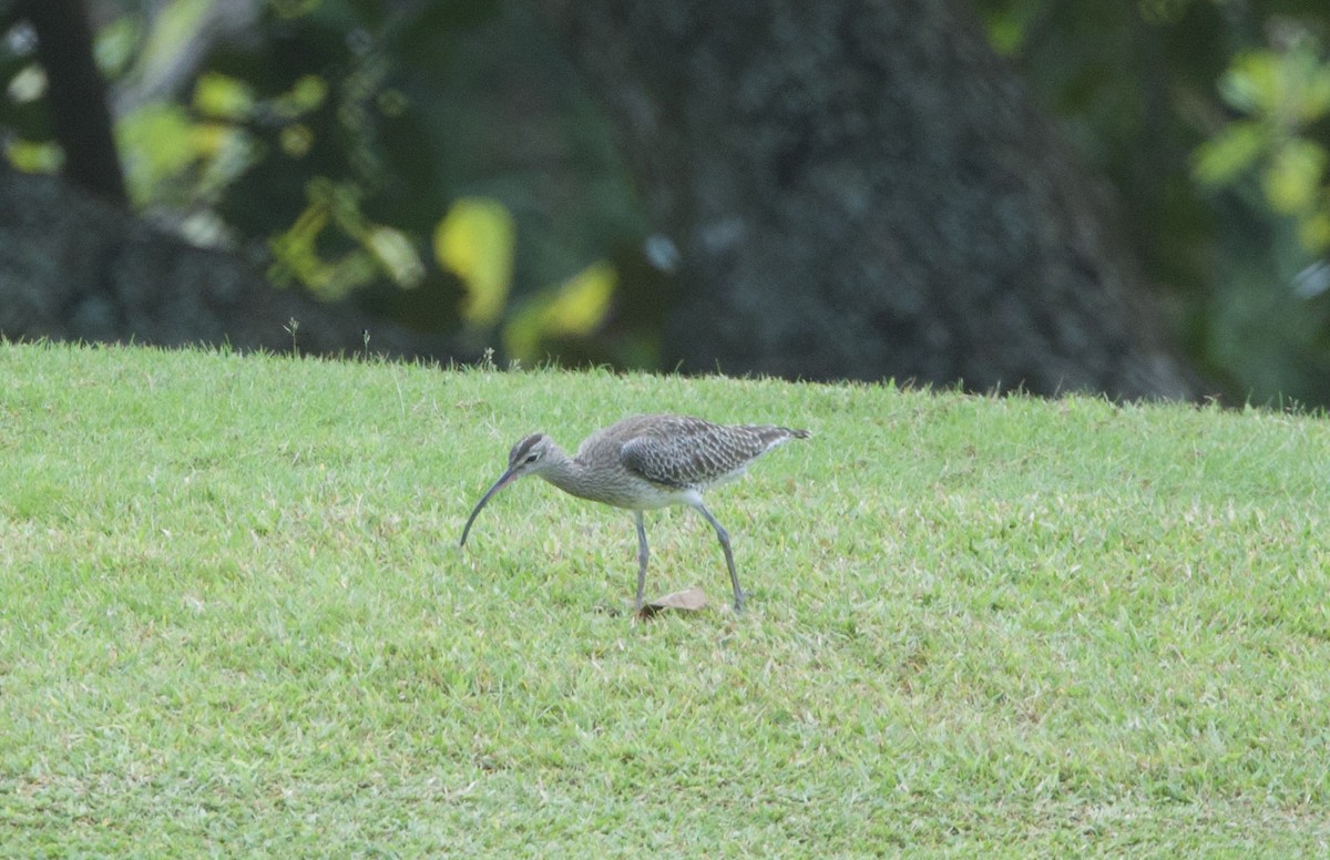 Whimbrel - ML637614891