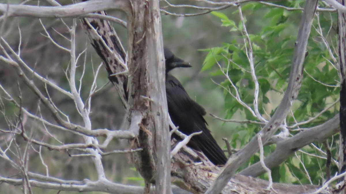 Common Raven - ML637614903