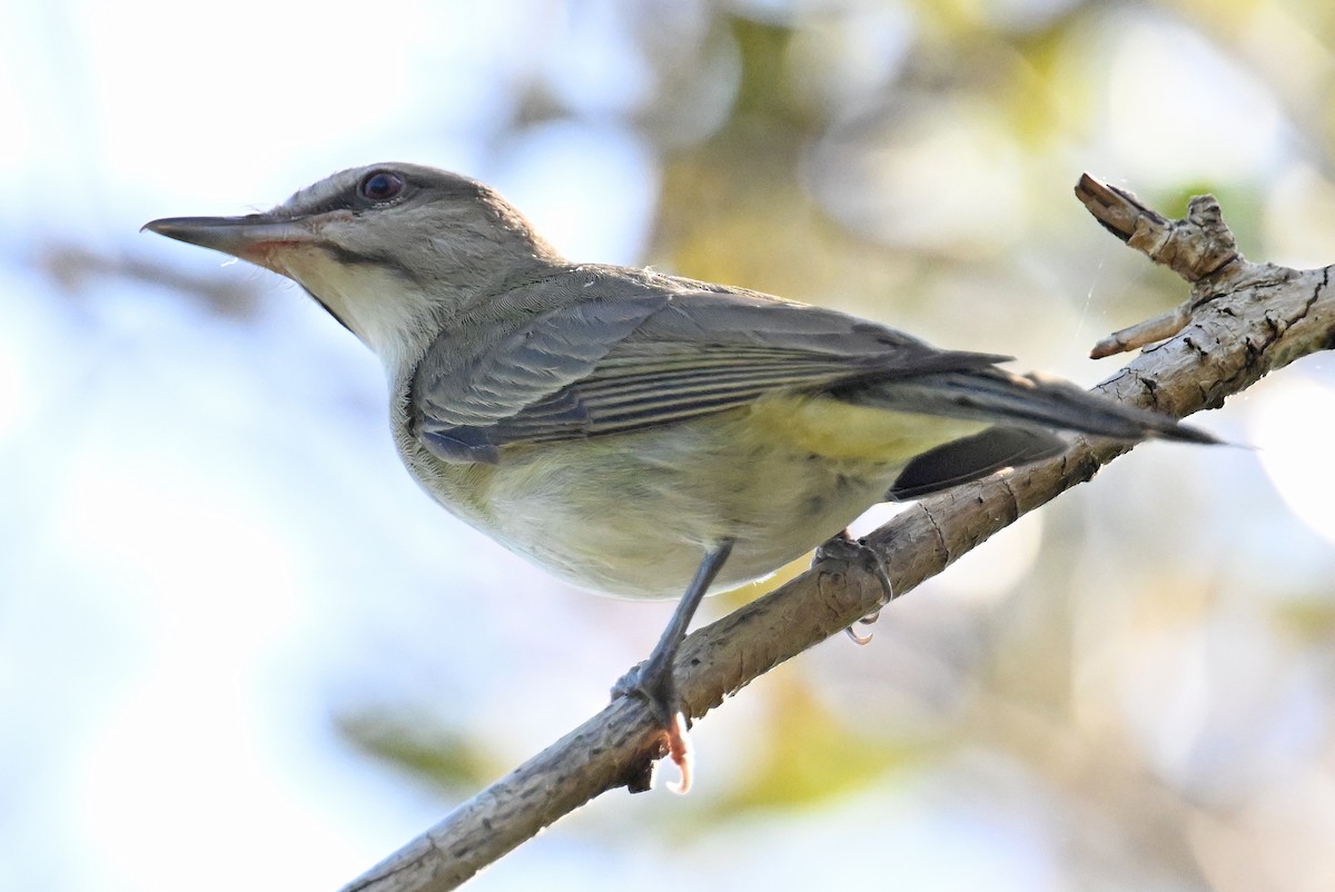 Bıyıklı Vireo - ML637614957
