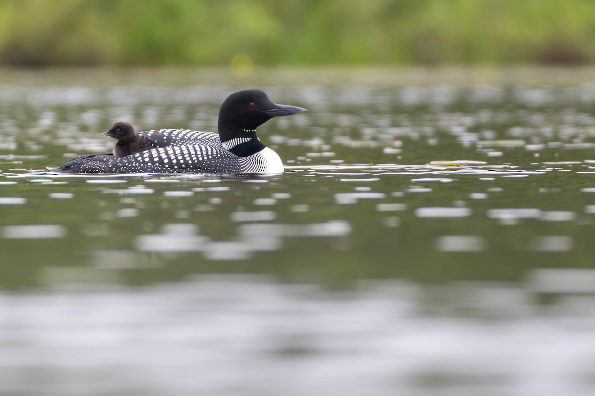 Common Loon - ML637614963