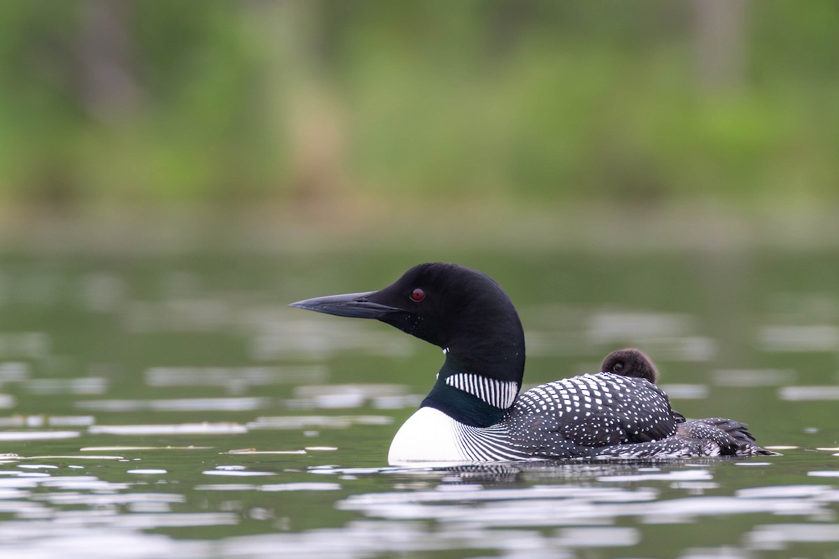Common Loon - ML637614966