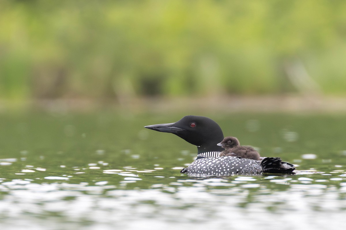 Common Loon - ML637614970