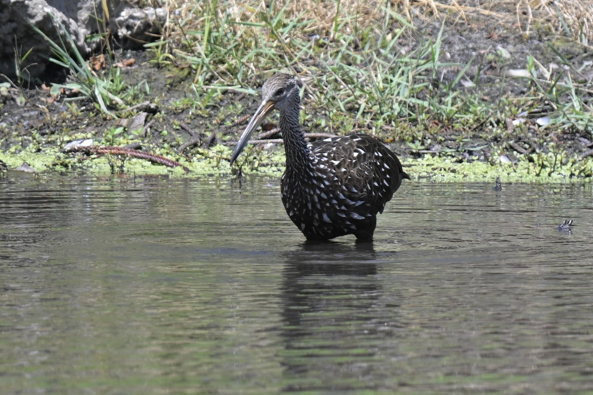 Limpkin - ML637615003