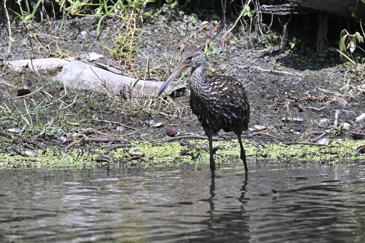 Limpkin - ML637615004