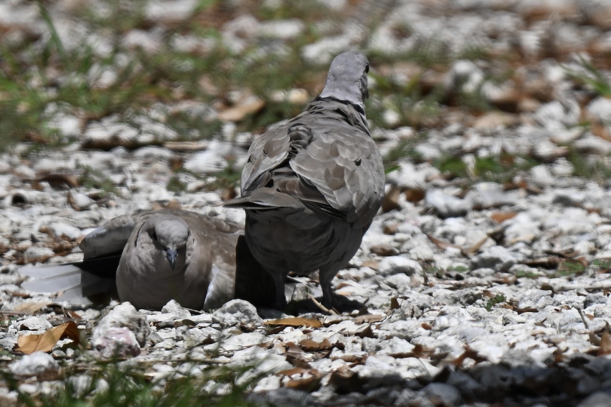 Eurasian Collared-Dove - ML637615010