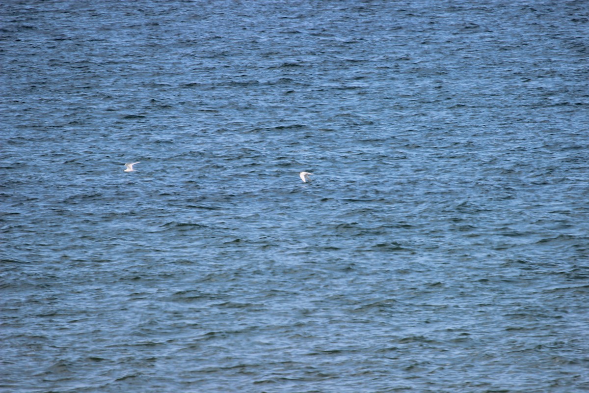 Sandwich Tern (Eurasian) - ML637615021
