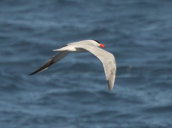 Caspian Tern - ML637615026