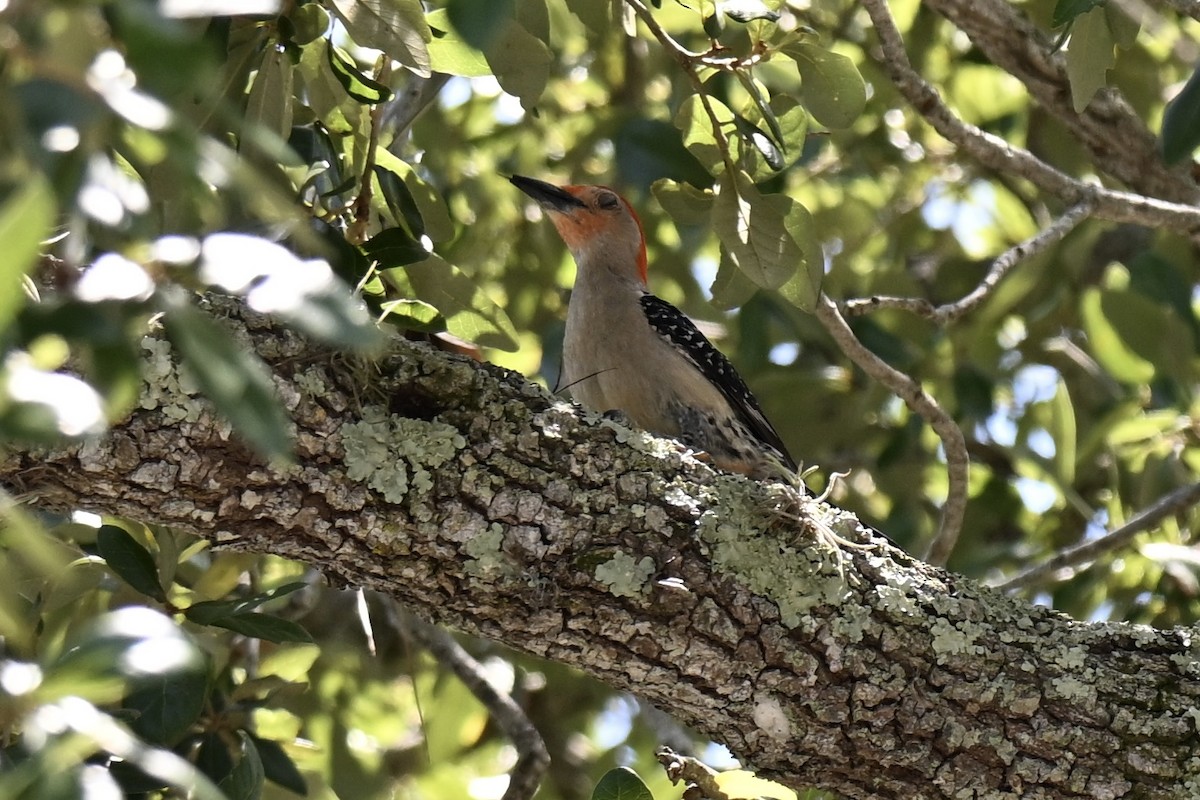 Red-bellied Woodpecker - ML637615028
