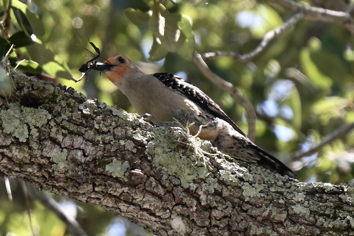 Red-bellied Woodpecker - ML637615029