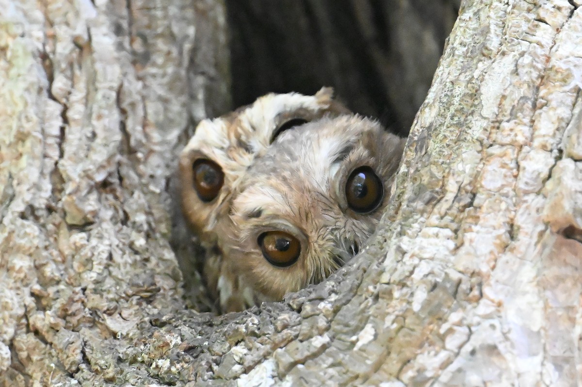 Bare-legged Owl - ML637615051