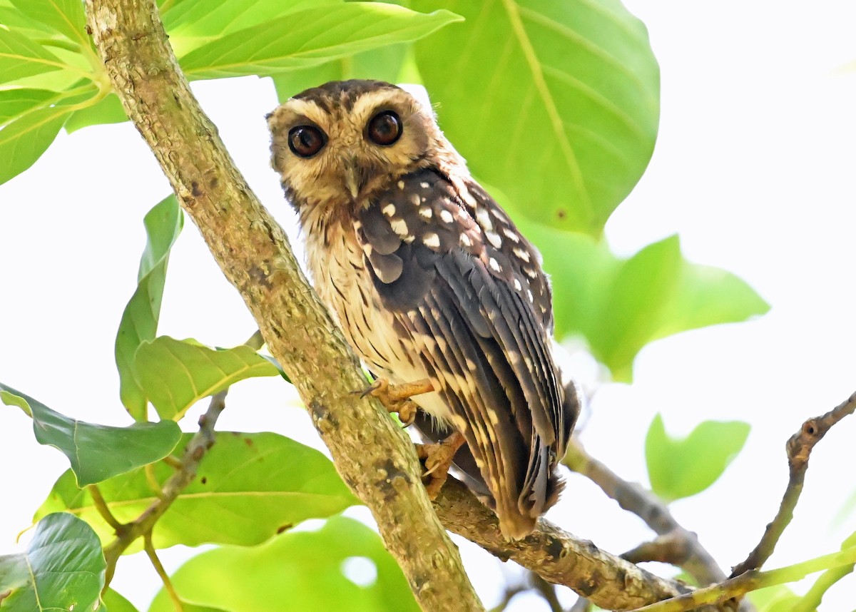 Bare-legged Owl - ML637615053