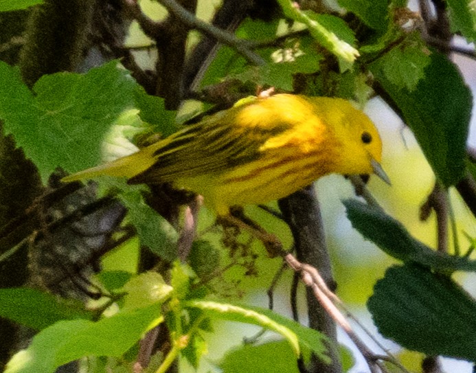 Northern Yellow Warbler - ML637615103