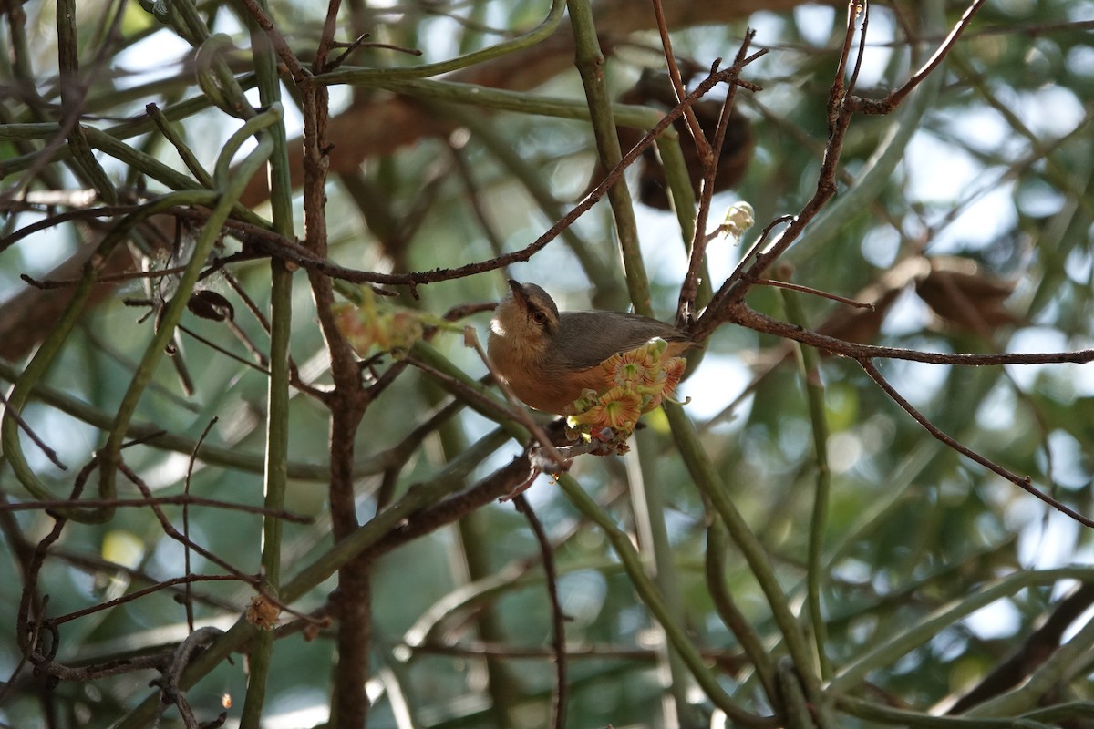 Long-billed Crombec - ML637615160