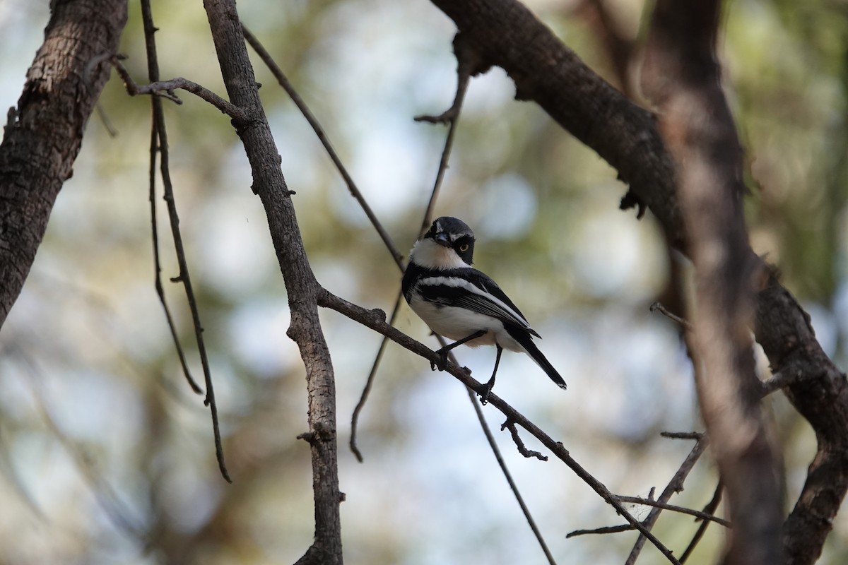 Chinspot Batis - ML637615252