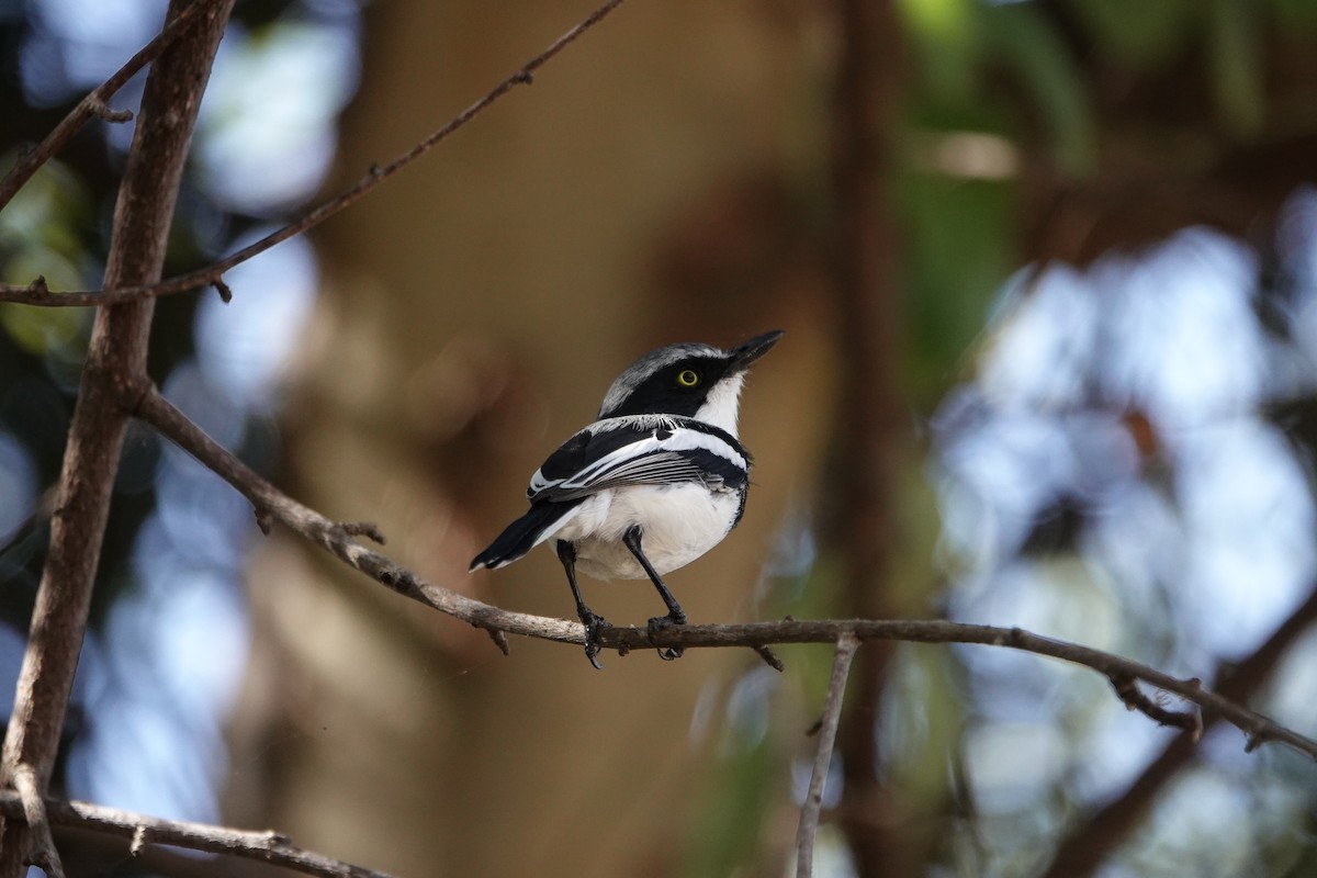 Chinspot Batis - ML637615253