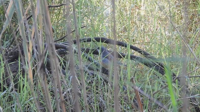 アカハラモズヒタキ - ML637615260