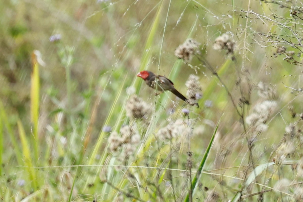 Crimson Finch - ML637615266