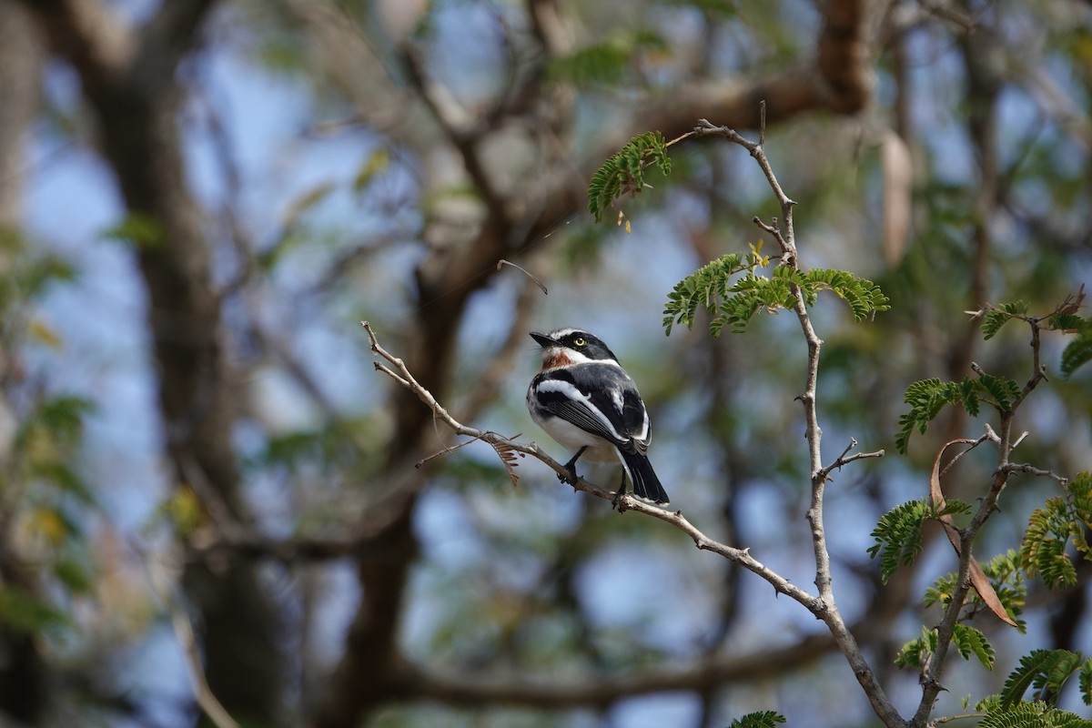Chinspot Batis - ML637615281