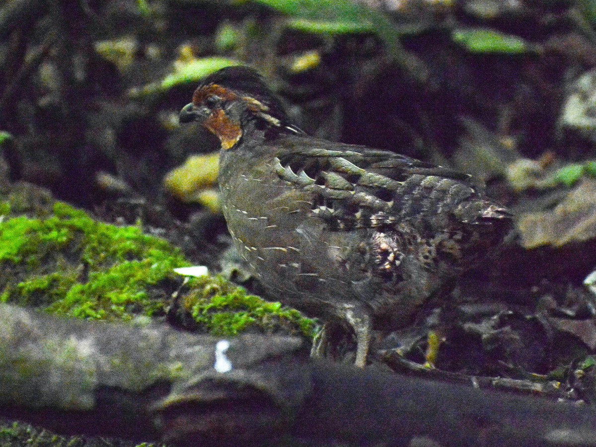 Singing Quail - ML637615321