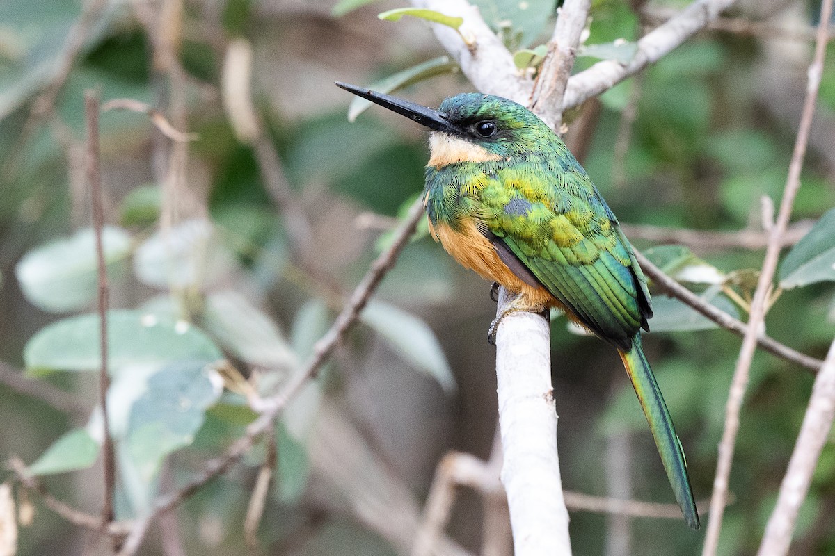 Rufous-tailed Jacamar - ML637615339