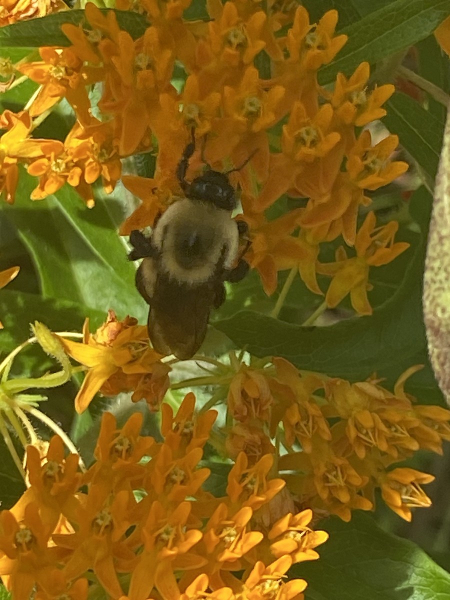 Insects - ML637615372