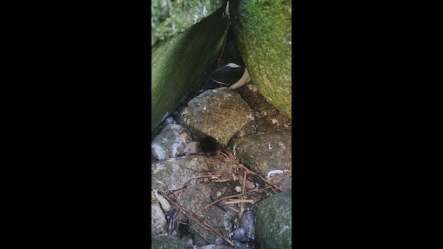Razorbill - ML637615401
