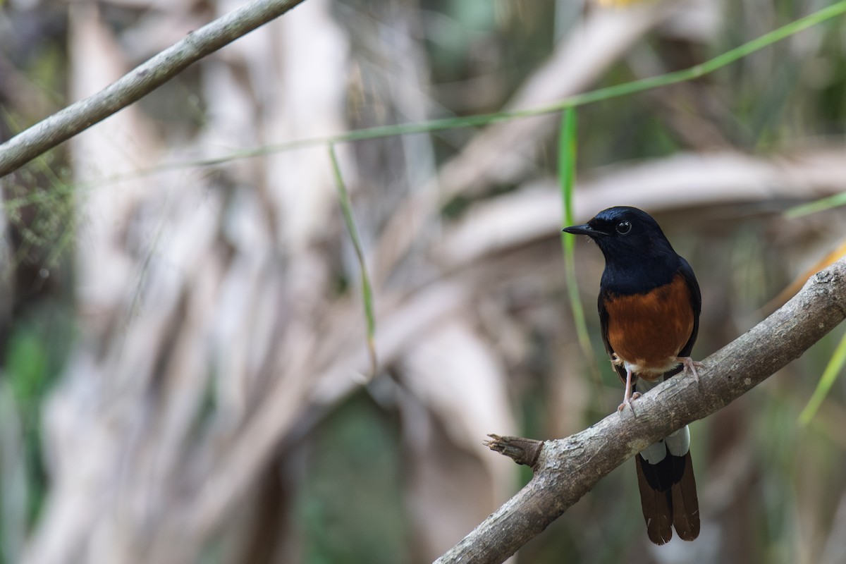 White-rumped Shama (White-rumped) - ML637615402