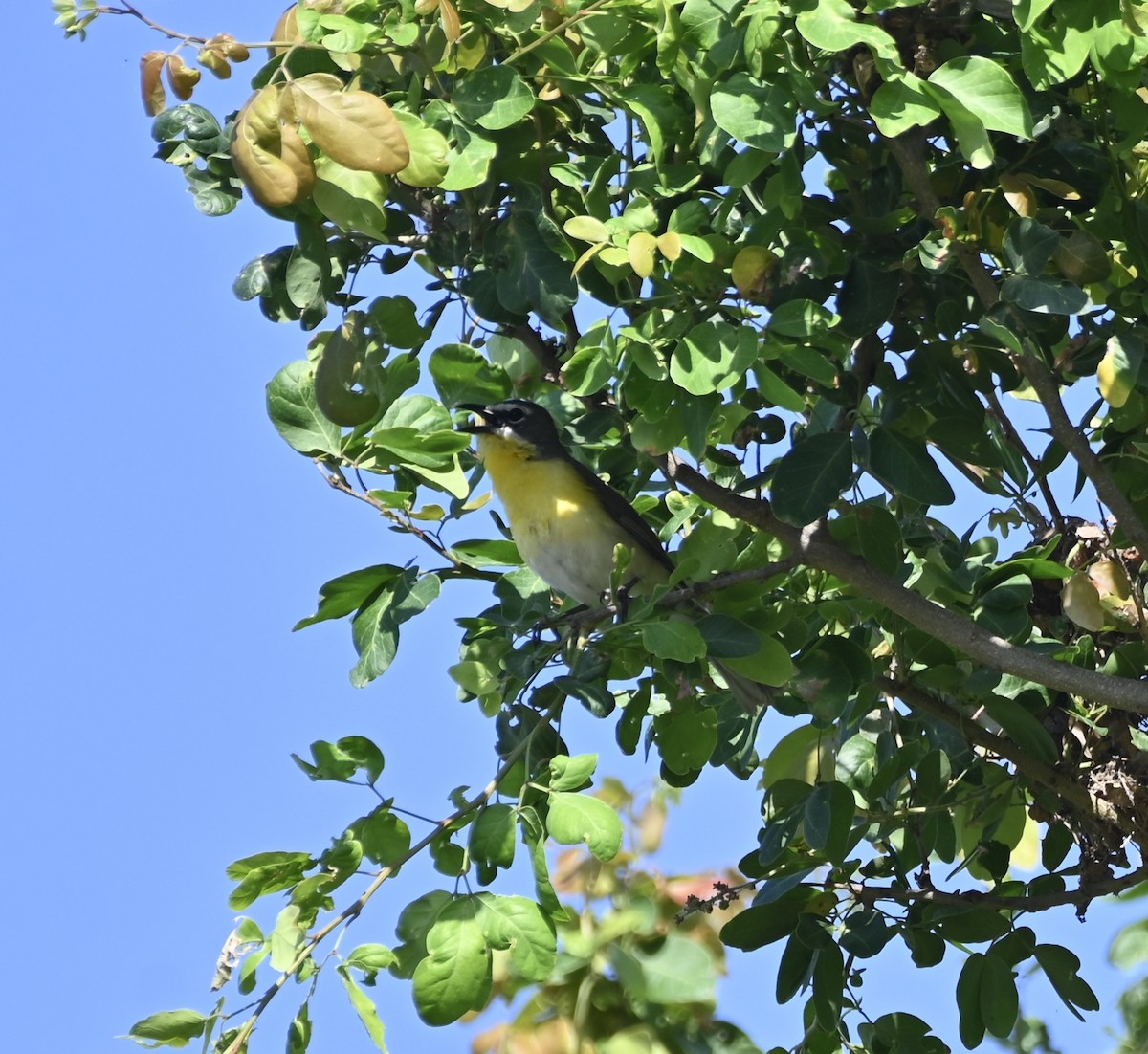 Yellow-breasted Chat - ML637615426