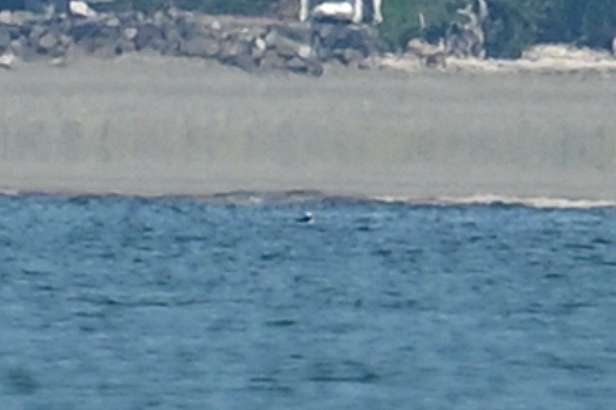 papuchalk černobradý - ML637615447