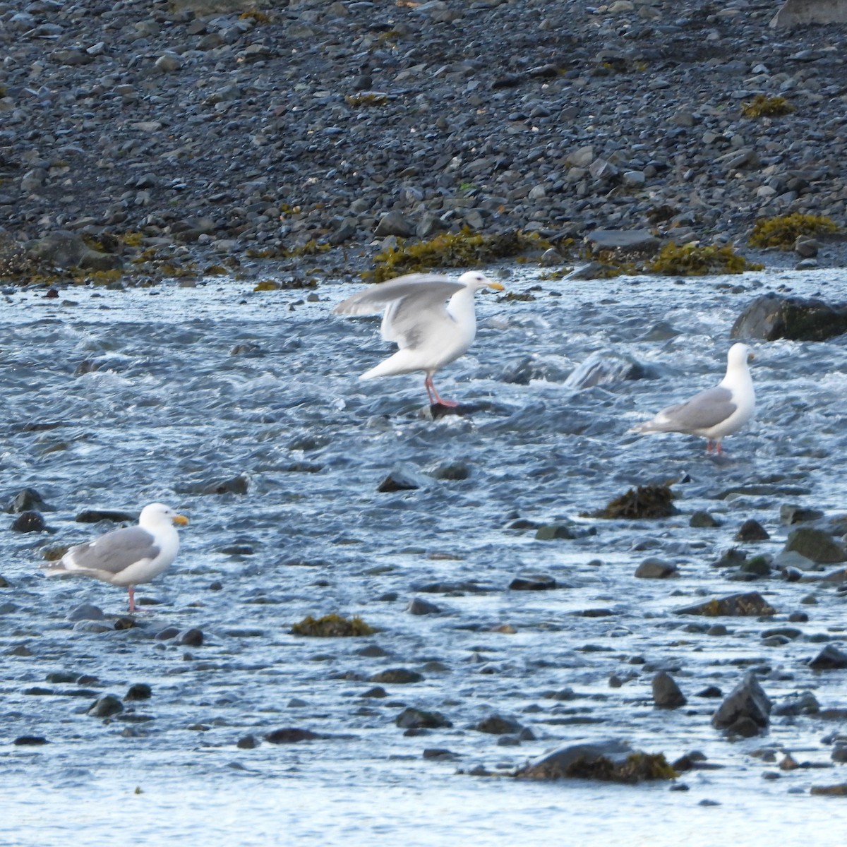 Glaucous-winged Gull - ML637615458
