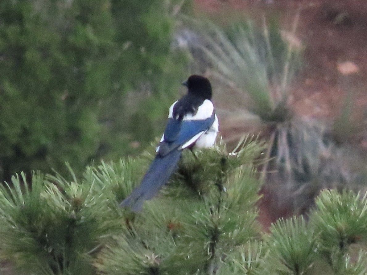 Black-billed Magpie - ML637615463