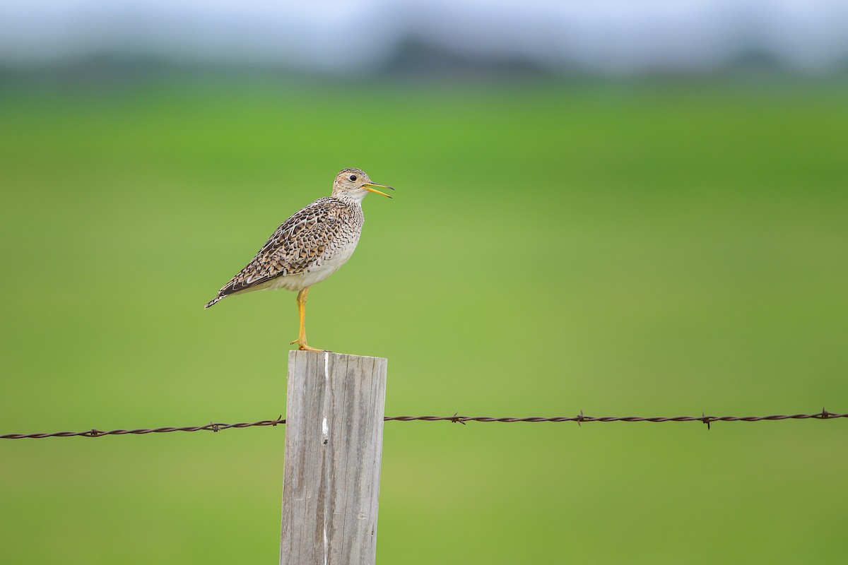 Upland Sandpiper - ML637615505