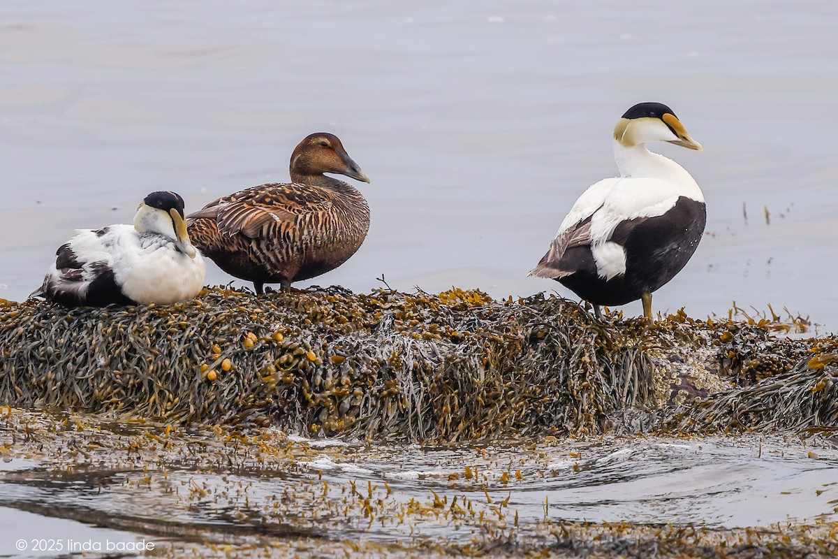 Common Eider - ML637615550