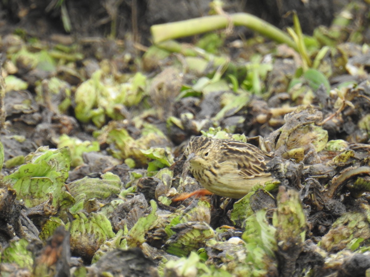 Yellowish Pipit - ML637615552