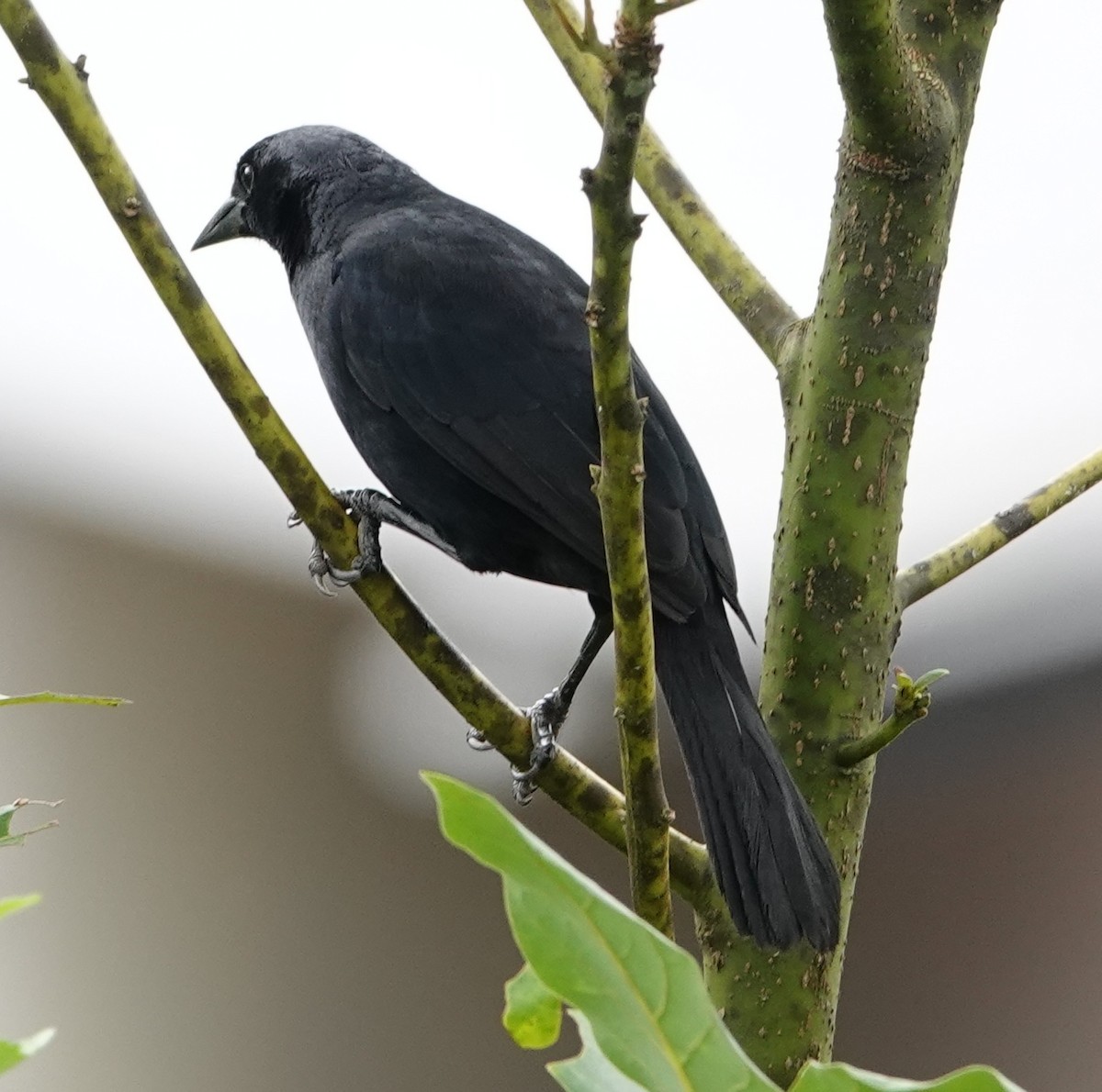 Scrub Blackbird - ML637615565