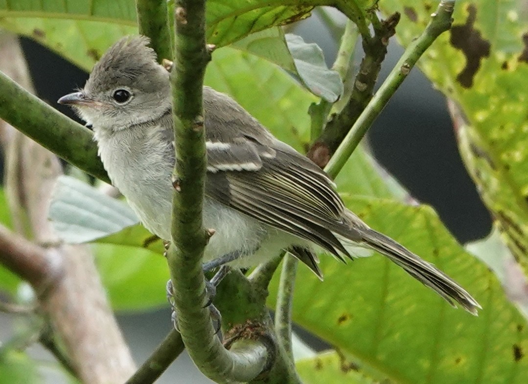 White-crested Elaenia - ML637615612