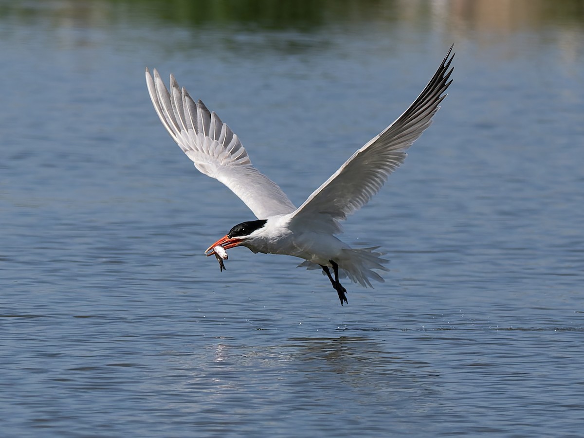 Caspian Tern - ML637615613