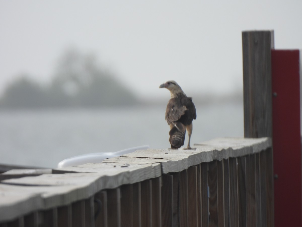 Yellow-headed Caracara - ML637615634