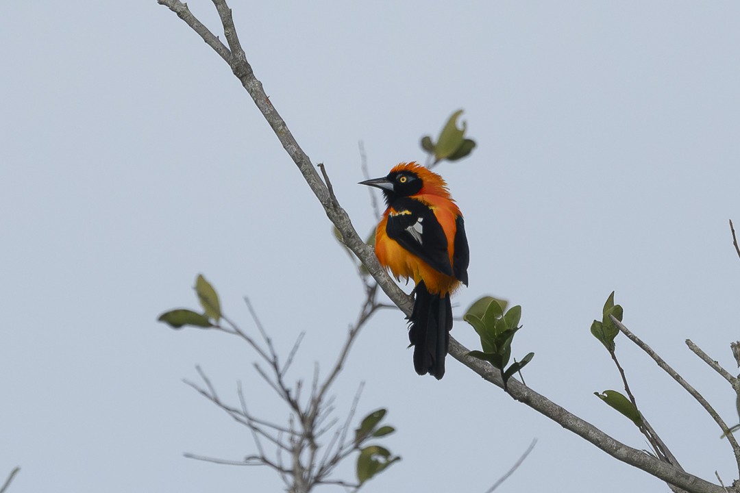 Orange-backed Troupial - ML637615644
